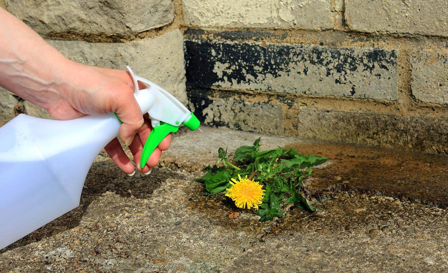Using Vinegar to Kill Weeds - The Home Depot